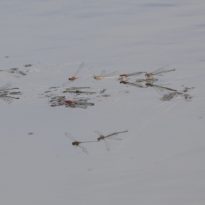 Xanthagrion erythroneurum at Holt, ACT - 30 Mar 2021