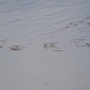 Xanthagrion erythroneurum at Holt, ACT - 30 Mar 2021