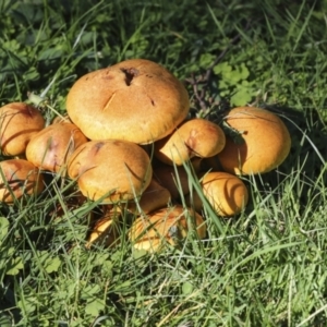 Gymnopilus junonius at Acton, ACT - 8 Apr 2021 03:04 PM