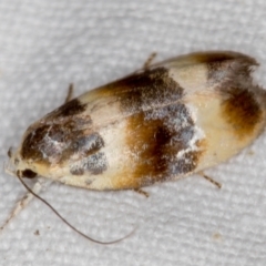 Piloprepes anassa (A Concealer moth (Wingia group)) at Melba, ACT - 21 Nov 2020 by Bron