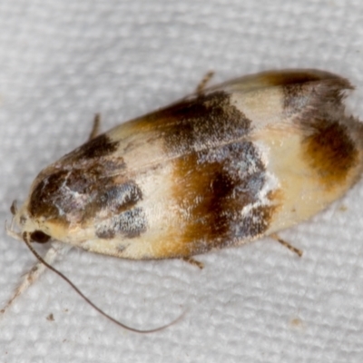 Piloprepes anassa (A Concealer moth (Wingia group)) at Melba, ACT - 21 Nov 2020 by Bron