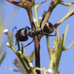 Camponotus suffusus (Golden-tailed sugar ant) at Acton, ACT - 8 Apr 2021 by AlisonMilton