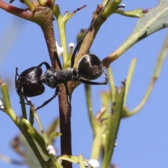 Camponotus suffusus at Acton, ACT - 8 Apr 2021