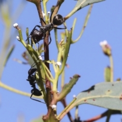 Camponotus suffusus at Acton, ACT - 8 Apr 2021