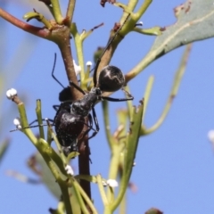 Camponotus suffusus at Acton, ACT - 8 Apr 2021