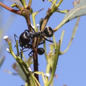 Camponotus suffusus at Acton, ACT - 8 Apr 2021