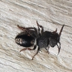 Mutillidae (family) (Unidentified Mutillid wasp or velvet ant) at Namadgi National Park - 22 May 2021 by jb2602