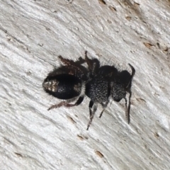 Mutillidae (family) at Namadgi National Park - 22 May 2021 02:15 PM