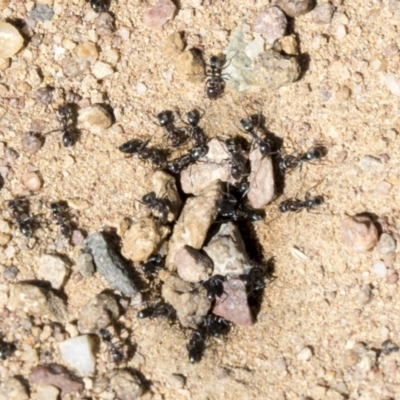 Iridomyrmex sp. (genus) (Ant) at Cook, ACT - 29 Mar 2021 by AlisonMilton