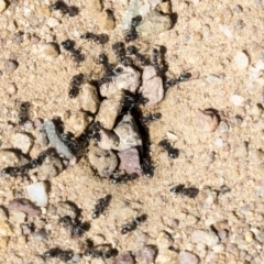 Iridomyrmex rufoniger at Cook, ACT - 29 Mar 2021