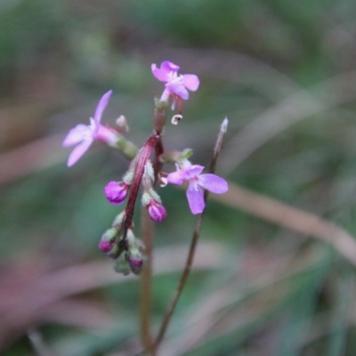 Stylidium armeria subsp. armeria (Trigger Plant) at Mongarlowe, NSW - 20 May 2021 by LisaH