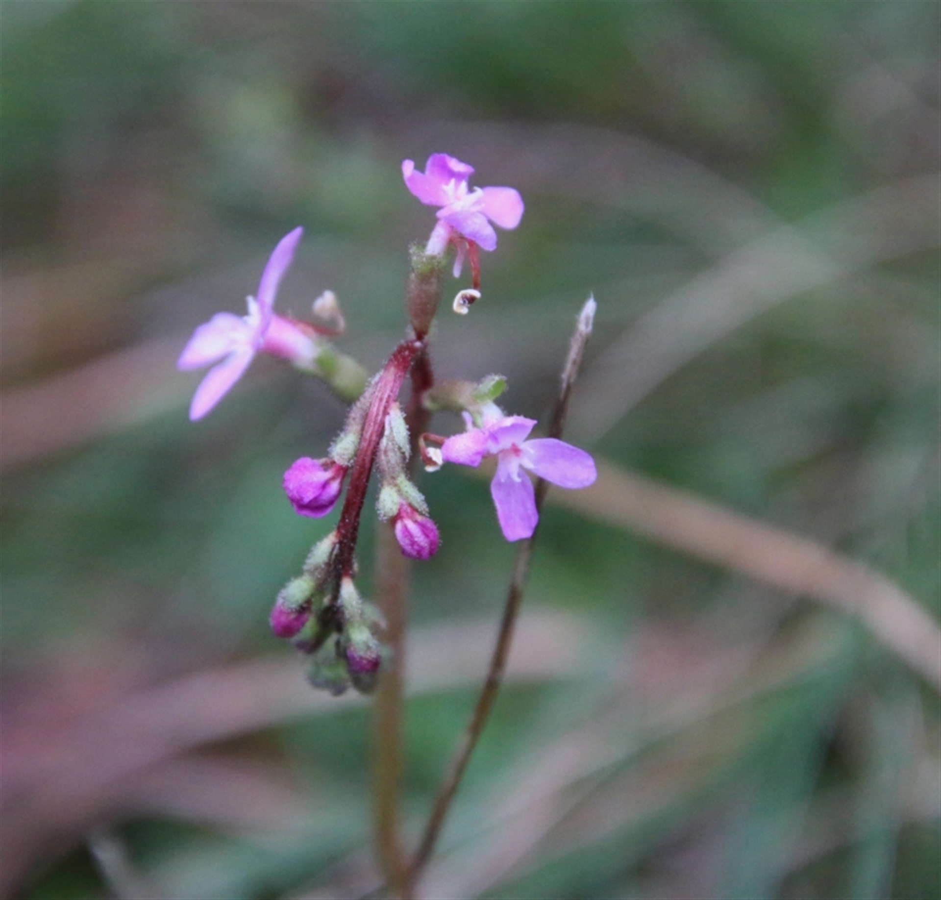 Stylidium armeria subsp. armeria - Canberra Nature Map