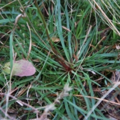 Stylidium armeria subsp. armeria at Mongarlowe, NSW - suppressed