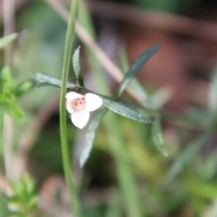 Boronia nana var. hyssopifolia at Mongarlowe River - 20 May 2021 by LisaH