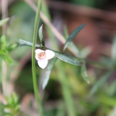 Boronia nana var. hyssopifolia at QPRC LGA - 20 May 2021 by LisaH