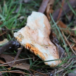 Lactarius deliciosus at Mongarlowe, NSW - 20 May 2021