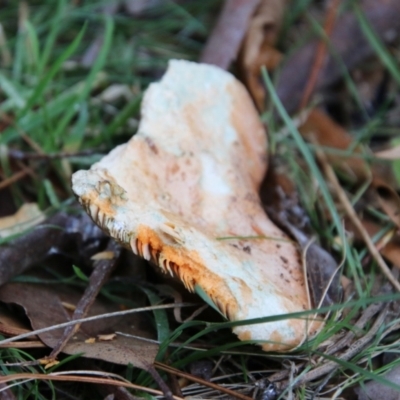 Lactarius deliciosus (Saffron Milkcap) at Mongarlowe, NSW - 20 May 2021 by LisaH