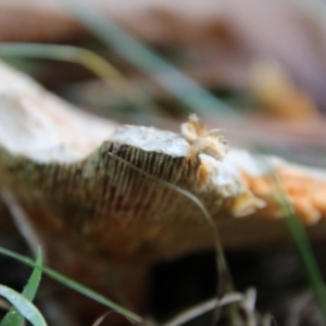 Lactarius deliciosus at Mongarlowe, NSW - suppressed