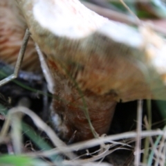 Lactarius deliciosus at Mongarlowe, NSW - suppressed