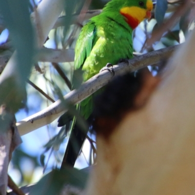 Polytelis swainsonii (Superb Parrot) at Hughes Grassy Woodland - 18 May 2021 by LisaH
