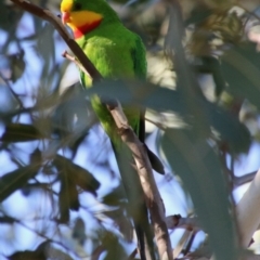 Polytelis swainsonii at Hughes, ACT - 18 May 2021