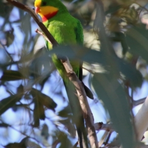 Polytelis swainsonii at Hughes, ACT - suppressed