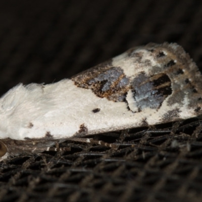 Armactica conchidia (Conchidia Moth) at Melba, ACT - 21 Nov 2020 by Bron