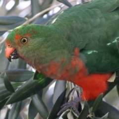 Alisterus scapularis (Australian King-Parrot) at Ainslie, ACT - 21 May 2021 by jbromilow50