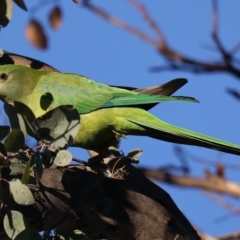 Polytelis swainsonii at Ainslie, ACT - 21 May 2021