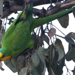 Polytelis swainsonii (Superb Parrot) at Ainslie, ACT - 21 May 2021 by jb2602