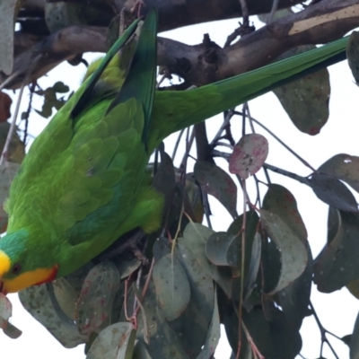 Polytelis swainsonii (Superb Parrot) at Ainslie, ACT - 21 May 2021 by jb2602