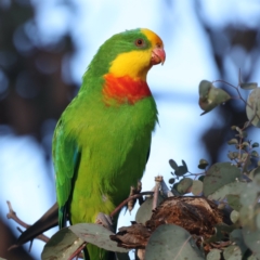 Polytelis swainsonii at Ainslie, ACT - 21 May 2021