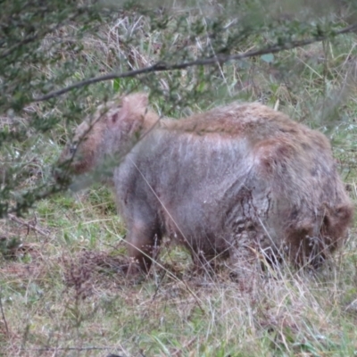 Vombatus ursinus (Common wombat, Bare-nosed Wombat) at Sherwood Forest - 24 May 2021 by Christine