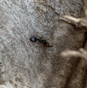 Crematogaster sp. (genus) at Murrumbateman, NSW - 22 May 2021