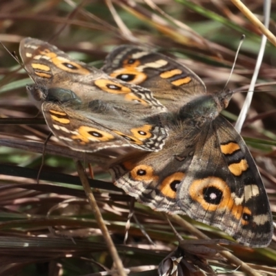 Junonia villida (Meadow Argus) at Forde, ACT - 20 May 2021 by jb2602