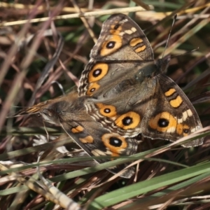 Junonia villida at Forde, ACT - 20 May 2021