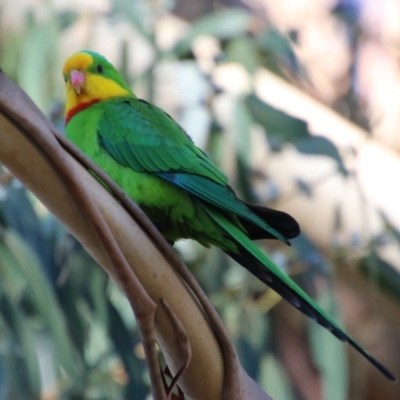 Polytelis swainsonii (Superb Parrot) at Hughes, ACT - 21 May 2021 by LisaH