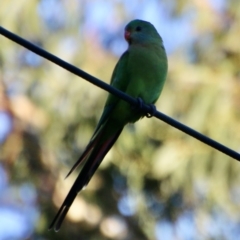 Polytelis swainsonii (Superb Parrot) at Hughes Grassy Woodland - 15 May 2021 by LisaH