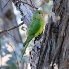 Polytelis swainsonii (Superb Parrot) at Red Hill to Yarralumla Creek - 22 May 2021 by LisaH