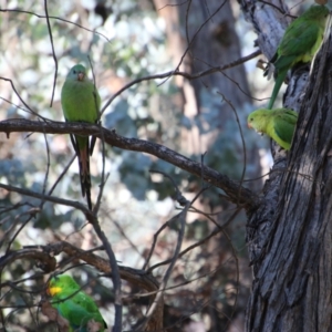 Polytelis swainsonii at Hughes, ACT - suppressed