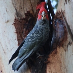 Callocephalon fimbriatum (Gang-gang Cockatoo) at Red Hill to Yarralumla Creek - 15 May 2021 by LisaH