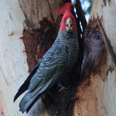 Callocephalon fimbriatum (Gang-gang Cockatoo) at Red Hill to Yarralumla Creek - 15 May 2021 by LisaH