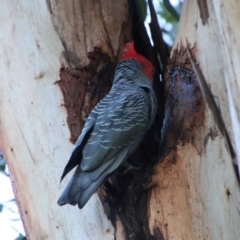 Callocephalon fimbriatum at Hughes, ACT - 15 May 2021