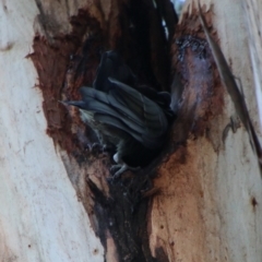 Callocephalon fimbriatum at Hughes, ACT - 15 May 2021