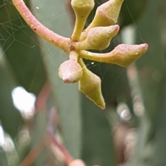 Eucalyptus macrorhyncha (Red Stringybark) at Holt, ACT - 24 May 2021 by drakes