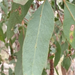 Eucalyptus macrorhyncha at Holt, ACT - 24 May 2021 09:08 AM