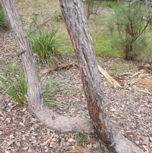 Eucalyptus macrorhyncha at Holt, ACT - 24 May 2021