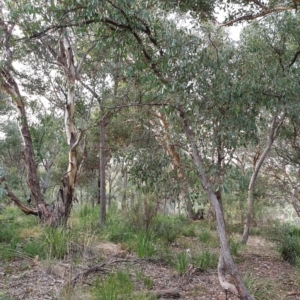 Eucalyptus macrorhyncha at Holt, ACT - 24 May 2021