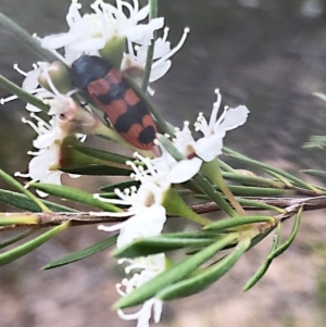 Castiarina crenata at Stromlo, ACT - 14 Dec 2020