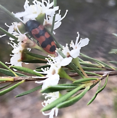 Castiarina crenata (Jewel beetle) at Stromlo, ACT - 13 Dec 2020 by Alice